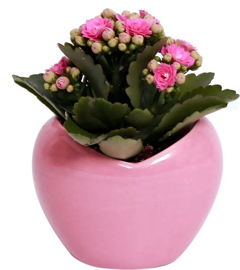 Ilustrácia rozptylu tepla v keramickej nádobe