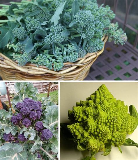 Rôzne druhy brokolice vrátane zelenej, fialovej a Romanesco