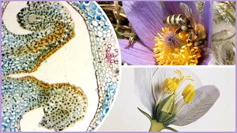 Štruktúra celozrnného zrna