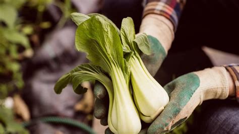 Porovnanie vzhľadu čínskej a pekinskej kapusty