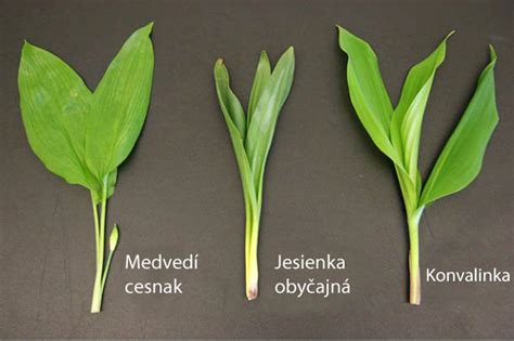 Rozdiel medzi medvedím cesnakom, konvalinkou a jesienkou