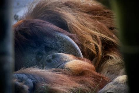 Orangutan Barb s rúžom na perách