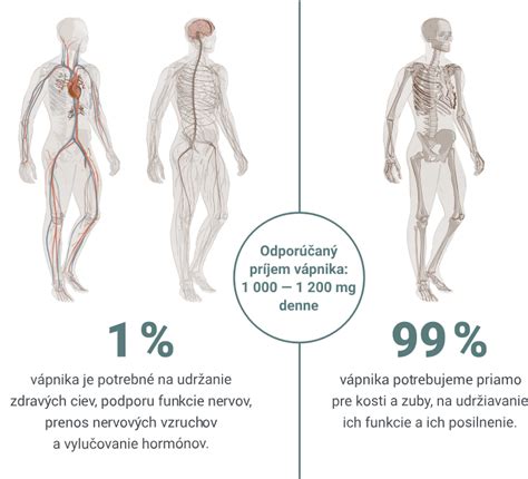 Štruktúra kolagénu v ľudskom tele