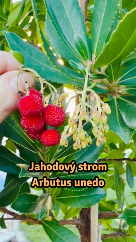Broskyňový sad s dozrievajúcimi plodmi