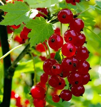 Čerstvé červené ríbezle plné vitamínov