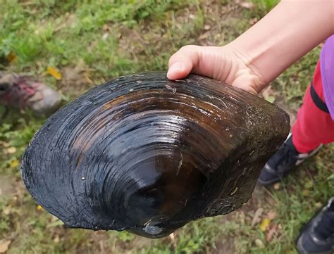 Porovnanie lastúr škľabky riečnej a škľabky rybničnej