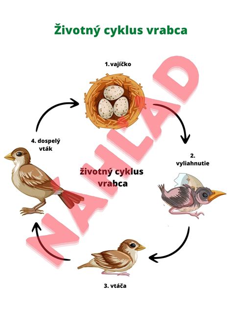 Životný cyklus škľabky riečnej