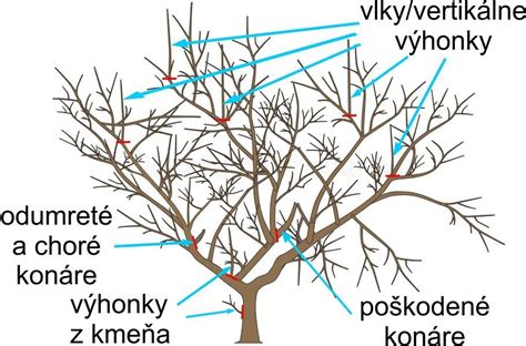 Schematické znázornenie rezu jabloní