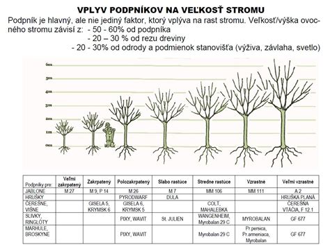Rôzne typy podpníkov jabloní