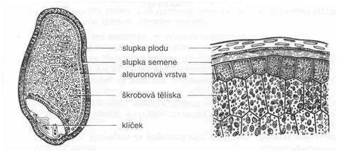 Ilustrácia obilného zrna s vyznačenými časťami: otruby, múčne jadro, klíček