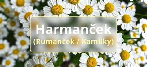 Zložky harmančeka a ich účinky