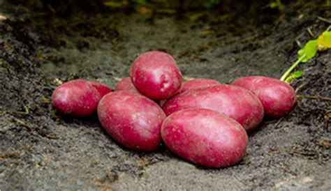 zemiaky odrody Magenta Love