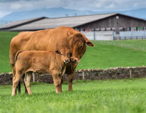 Býk plemena Limousin svalnatej postavy