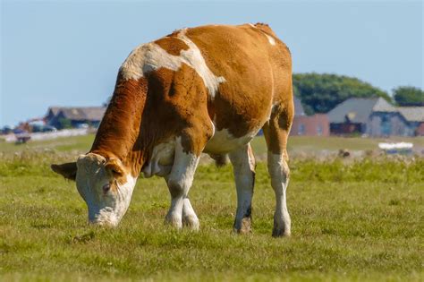 Krava Limousin s teľaťom na pastvine