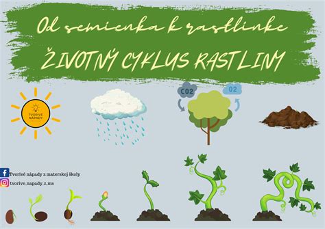 Ilustrácia rastu papriky od semienka po plod