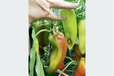 Ilustrácia bežných škodcov papriky