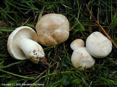 Charakteristické znaky májovky (Calocybe gambosa)