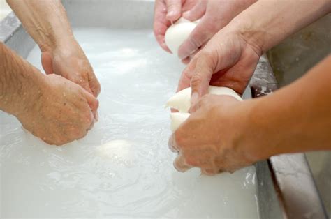 proces miesenia mozzarelly