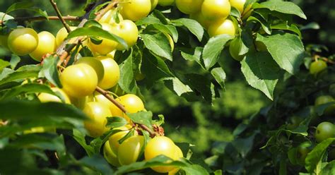 zrelé žlté slivky na strome