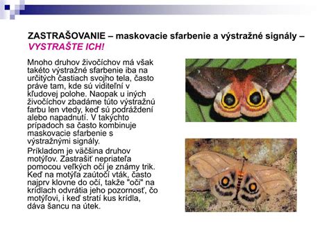 Maskovacie sfarbenie vajec cibíka chochlatého