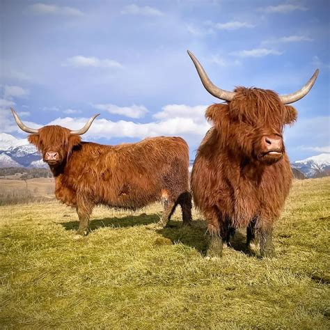 Plemeno Highland - škótsky náhorný dobytok