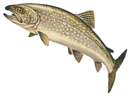 Morský pstruh