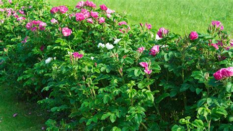 Kríky kanadských čučoriedok v záhrade