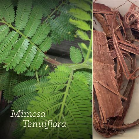 Mimosa hostilis koreňová kôra