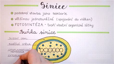 Schéma príjmu vápnika rastlinou