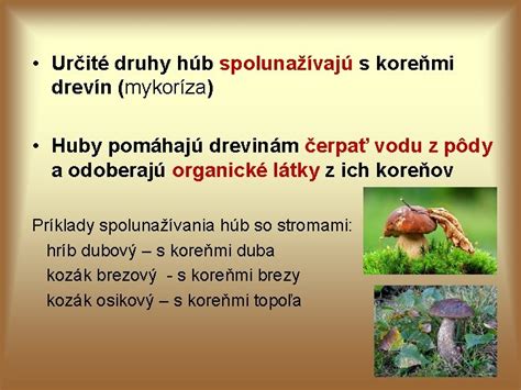 Druhy symbiózy húb