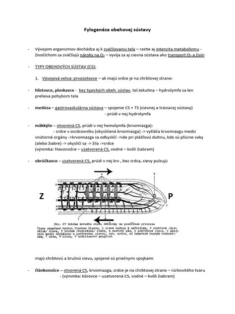 Diagram obehovej sústavy vtáka