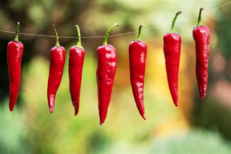 Chilli papričky pestované v kvetináčoch na balkóne