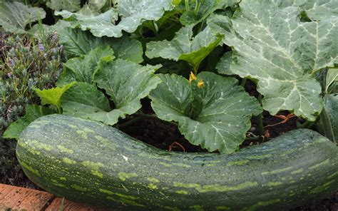 Ilustračná schéma príčin neplodnosti cukety