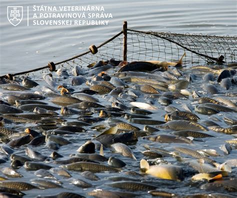 Schéma legislatívnych požiadaviek pre predaj gulášu