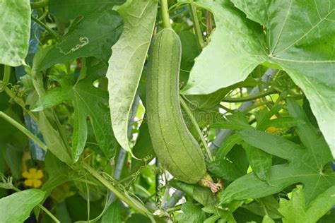 Zrelé plody Luffa cylindrica