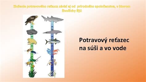 Potravový reťazec šťuky