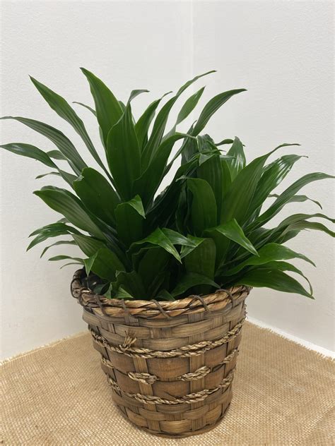 Ilustrácia stromu Dracaena produkujúceho živicu