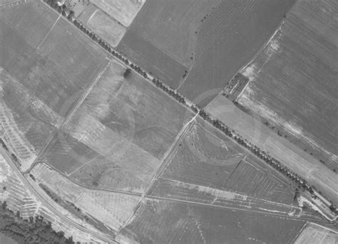 Historický pohľad na pestovanie šošovice a jej význam v rôznych kultúrach