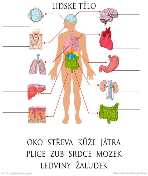 Schéma: Anatomické umiestnenie pečene a jej funkcie