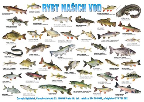 Ilustrácia rôznych druhov rýb vhodných na konzumáciu