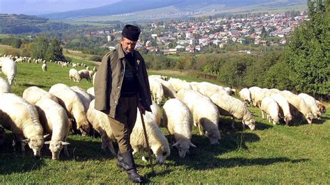 Slovenský salaš s ovcami na pastve