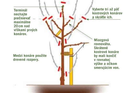 Náčinie na letný rez ovocných stromov
