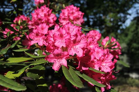 Kvitnúce rododendrony v kyslej pôde
