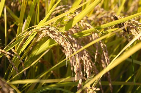 mladé rastlinky ryže na poli