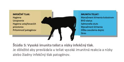 Infografika: Prevencia a liečba hnačiek u teliat