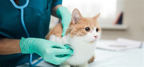 Veterinár pri vyšetrení dobytka