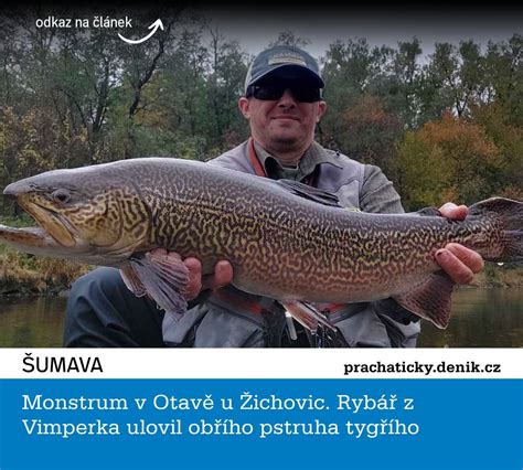 Rybár chytajúci pstruha dúhového
