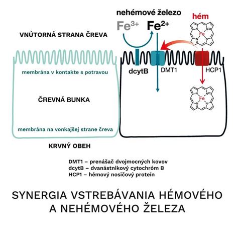 Porovnanie vstrebávania hémového a nehémového železa
