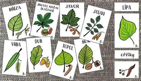 Ilustrácia rôznych druhov bulguru a tradičných obilnín