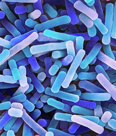 Mikroskopický pohľad na Lactobacillus bulgaricus
